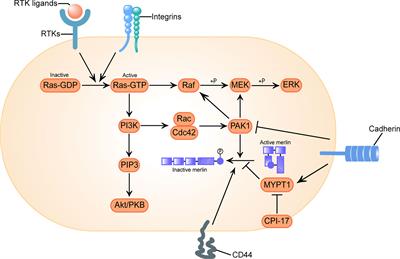 Potential Molecular Biomarkers of Vestibular Schwannoma Growth: Progress and Prospects